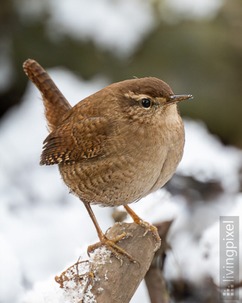 Zaunkönig (Eurasian wren)