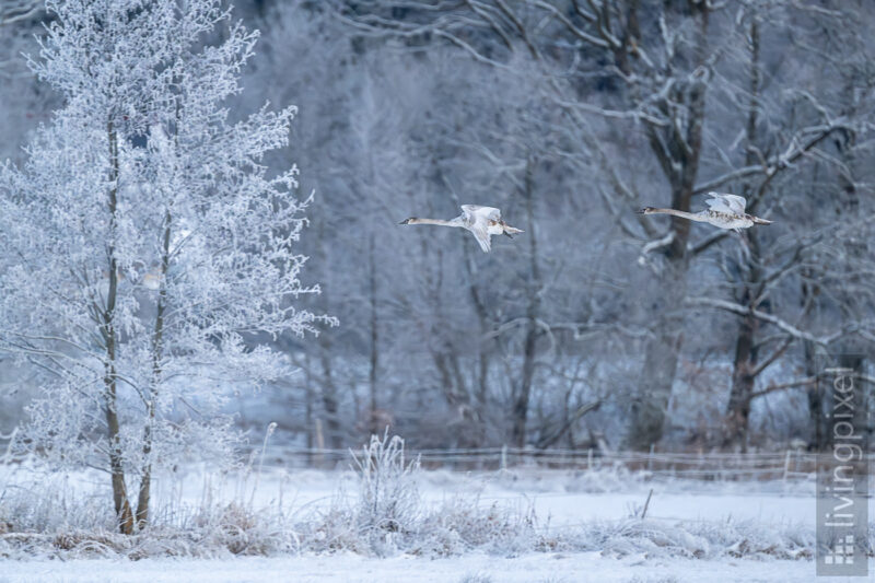 Wintermorgen an der Spree