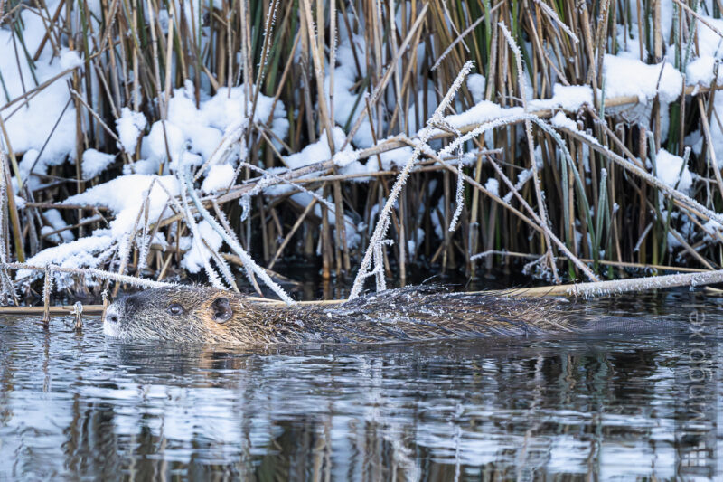 Biber (Eurasian beaver)