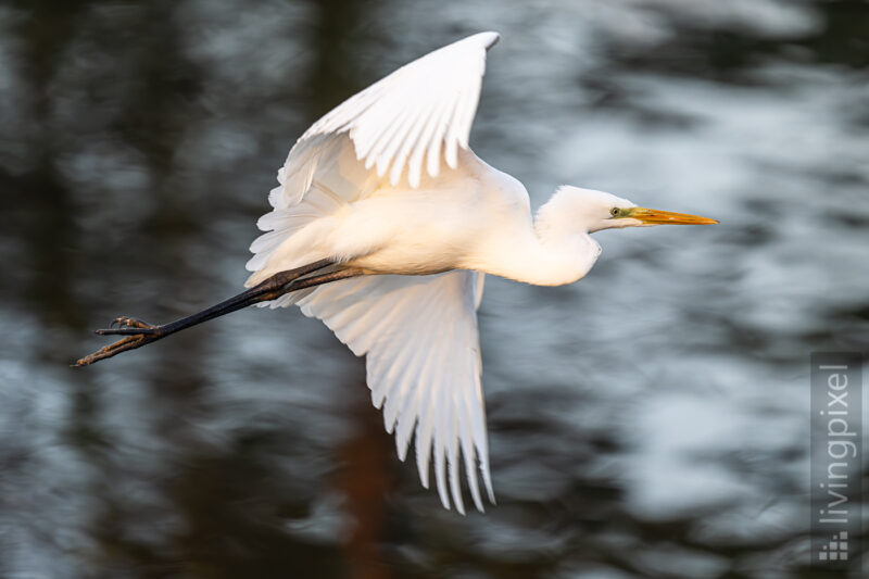 Silberreiher (Great egret)