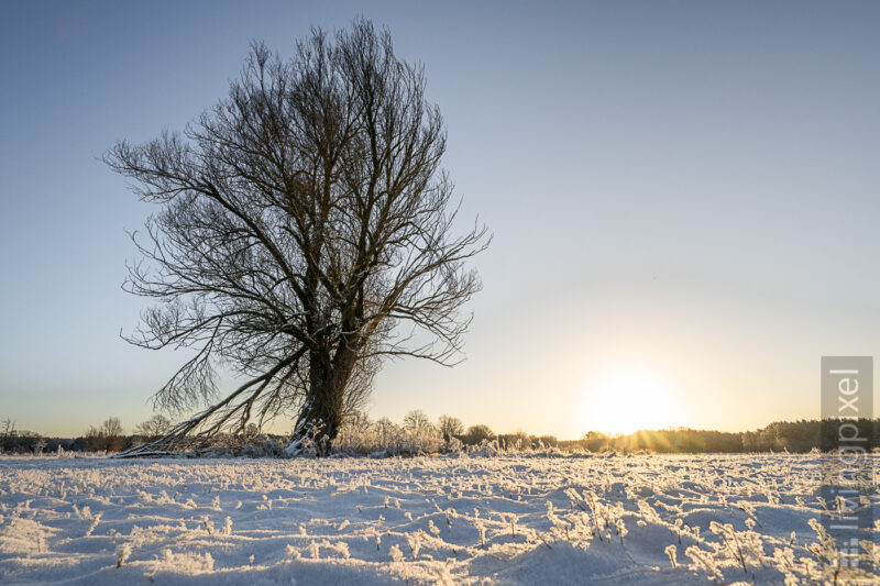 Sonnenaufgang an den Spreewiesen