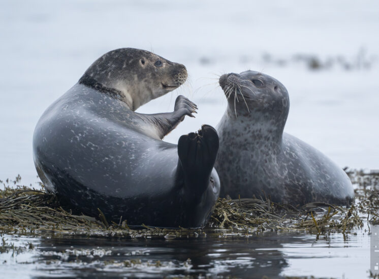 Seehund (Harbor seal)