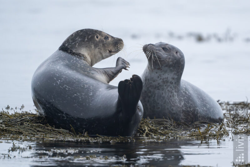 Seehund (Harbor seal)