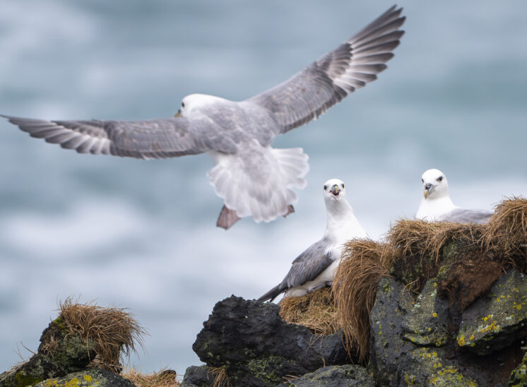 Eissturmvogel (Northern fulmar)