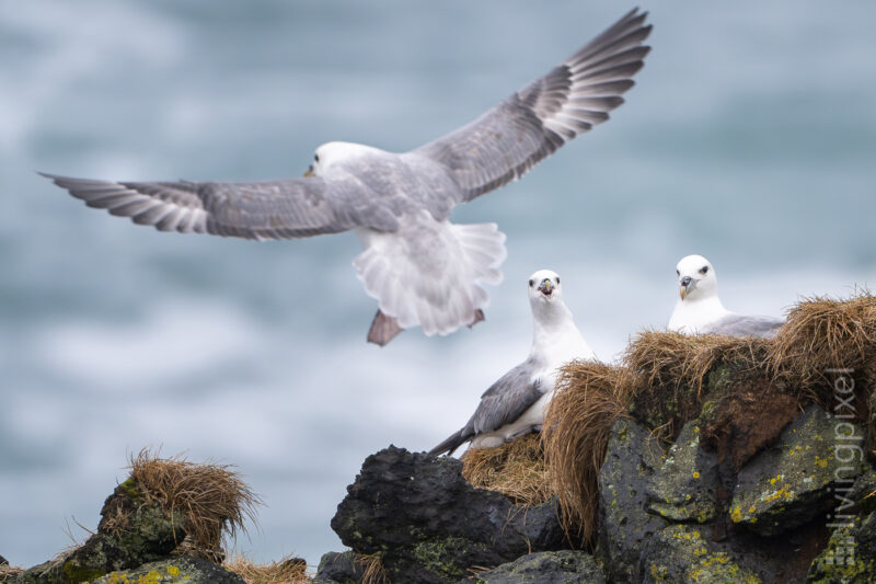 Eissturmvogel (Northern fulmar)