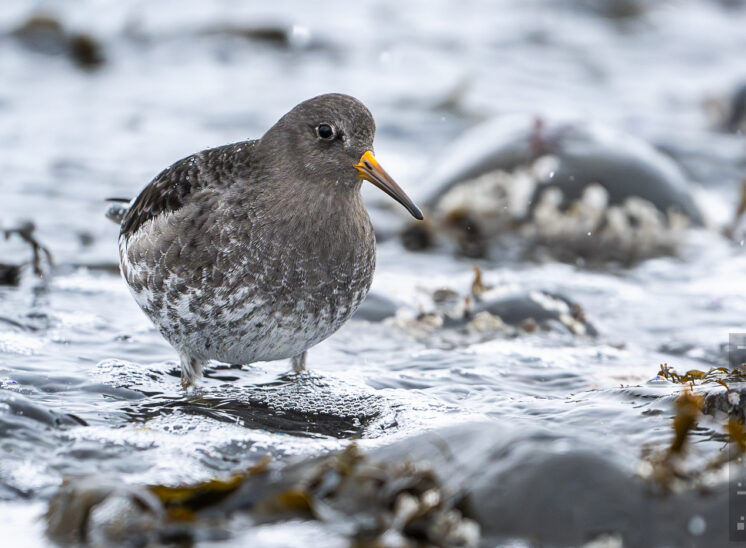 Meerstrandläufer (Purple sandpiper)