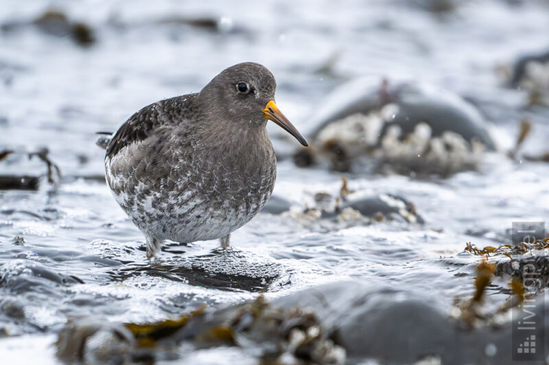 Meerstrandläufer (Purple sandpiper)