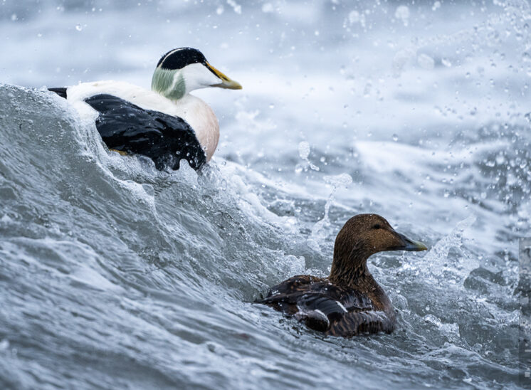 Eiderente (Common eider)