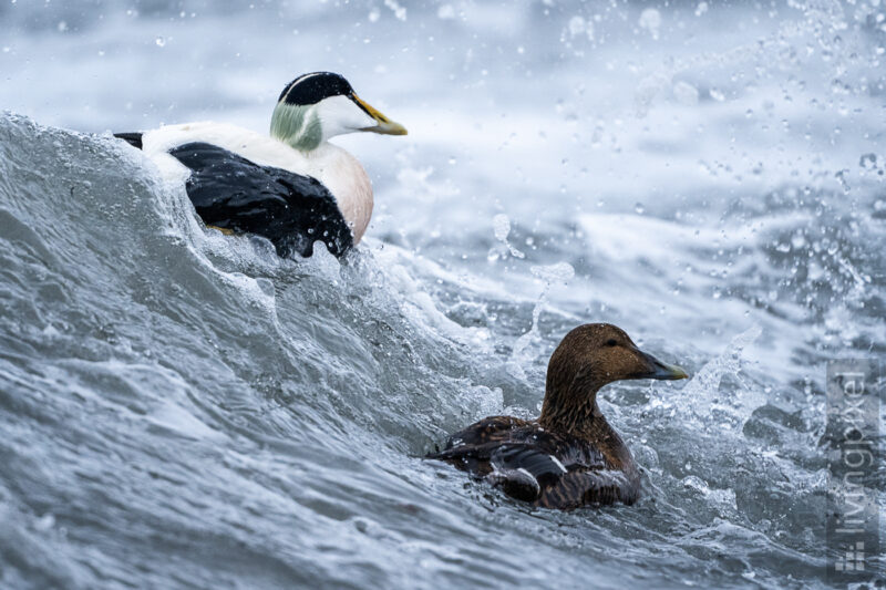 Eiderente (Common eider)