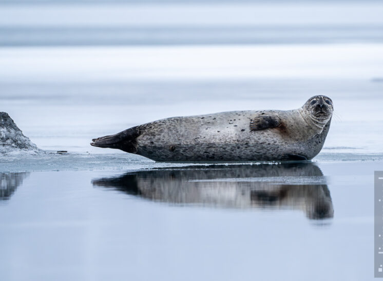 Seehund (Harbor seal)