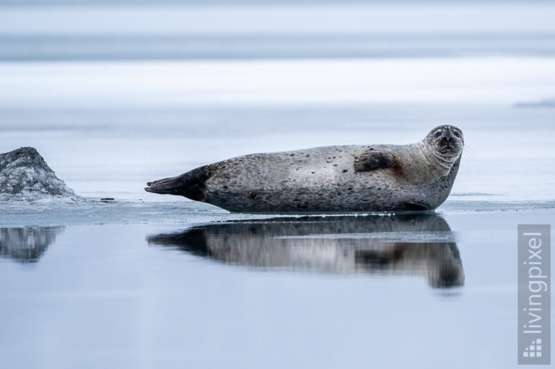 Seehund (Harbor seal)