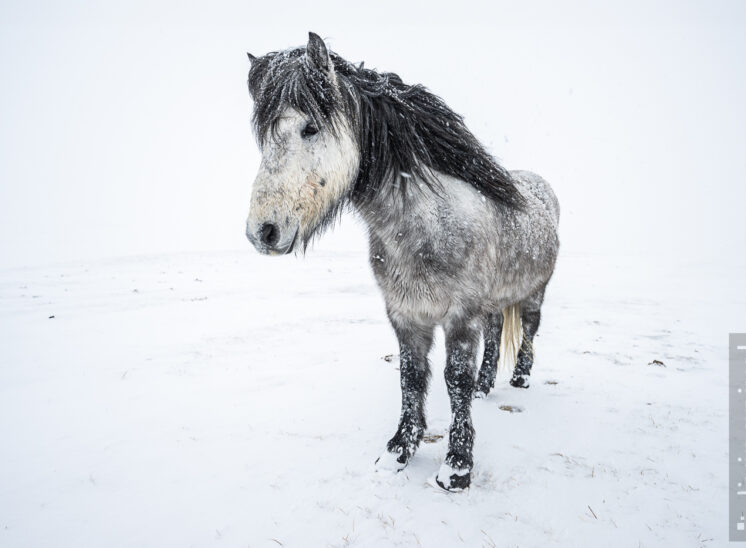 Islandpferd im Schneesturm