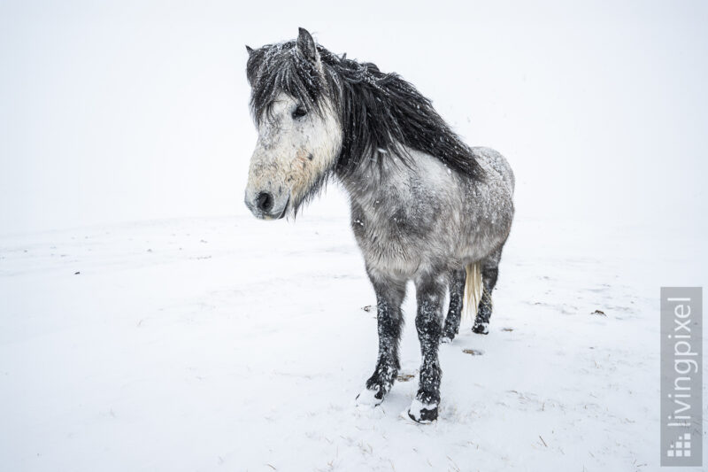 Islandpferd im Schneesturm