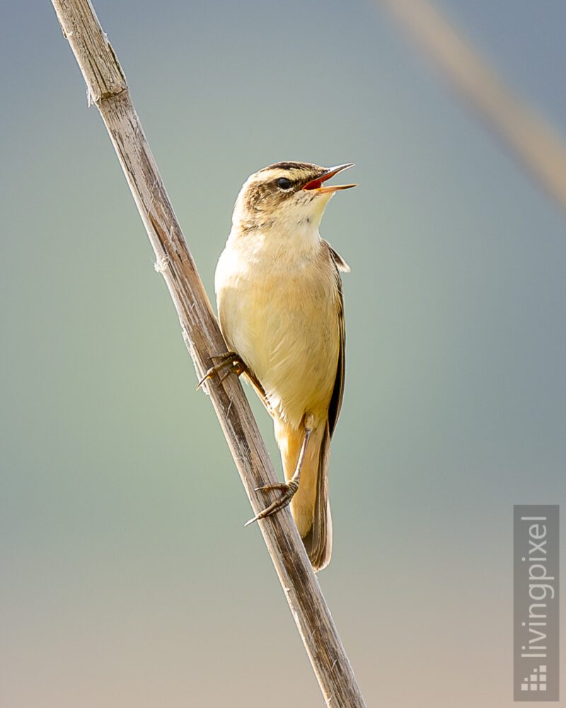 Schilfrohrsänger (Sedge warbler)