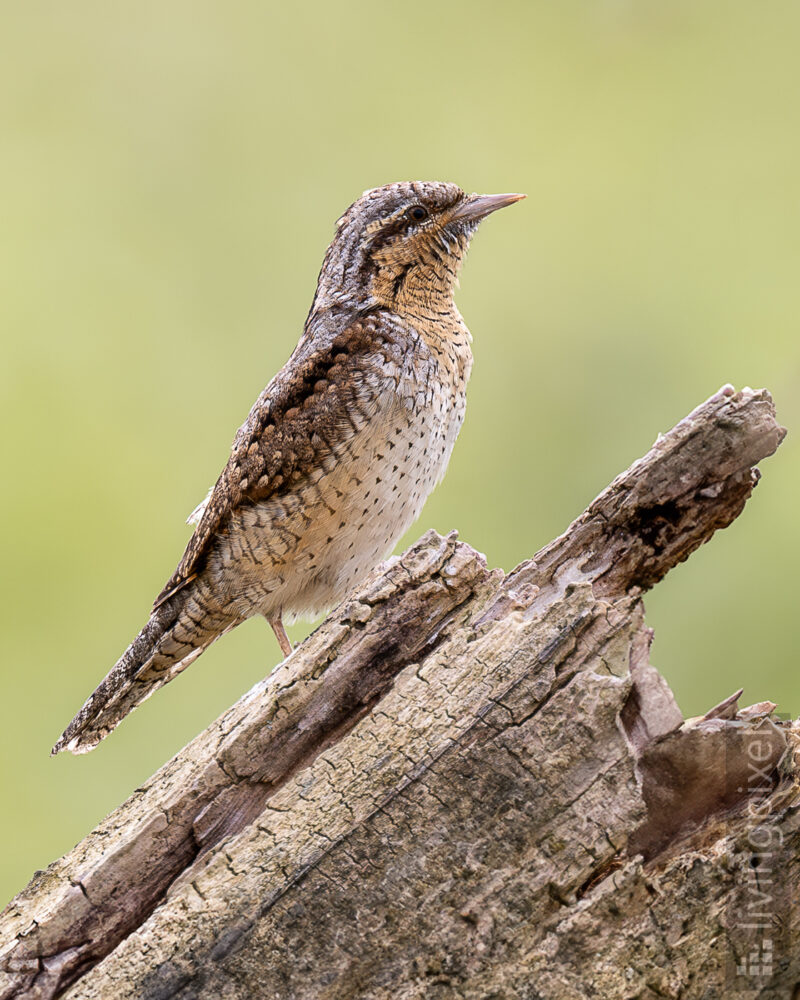 Wendehals (Eurasian wryneck)