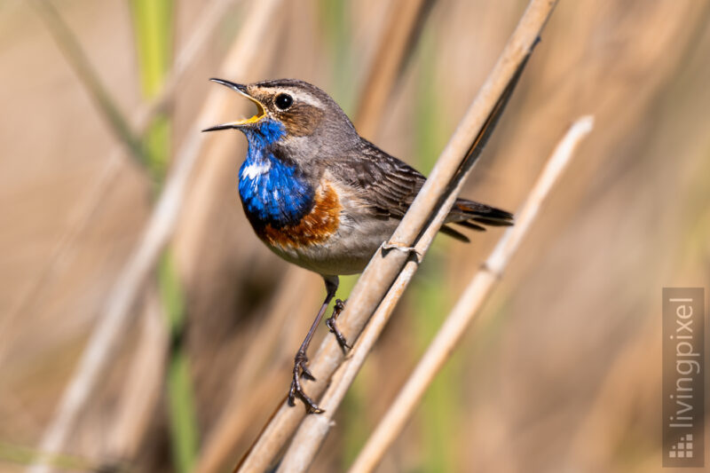 Blaukehlchen (Bluethroat)