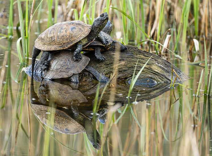 Europäische Sumpfschildkröte (European pond turtle)