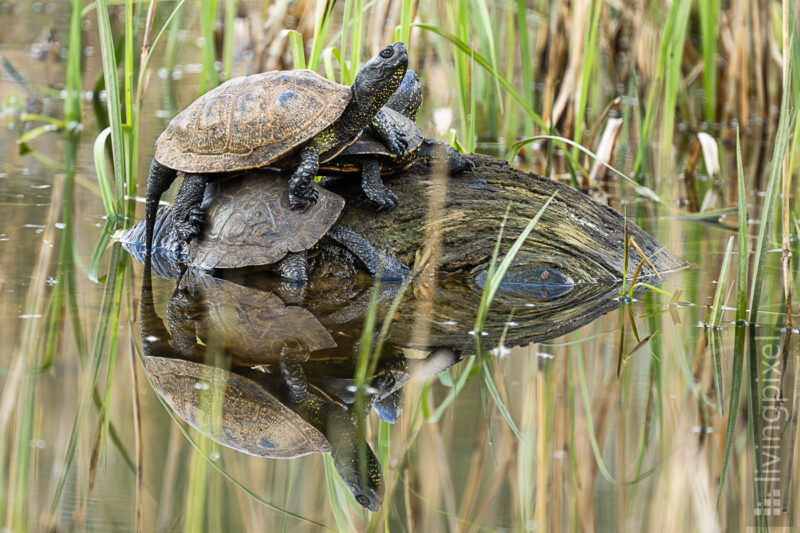 Europäische Sumpfschildkröte (European pond turtle)