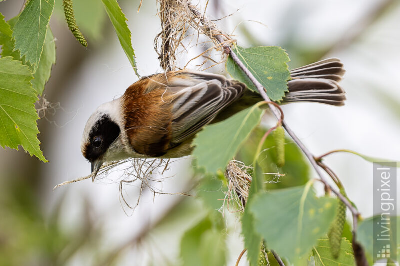 Beutelmeise (Eurasian penduline tit)