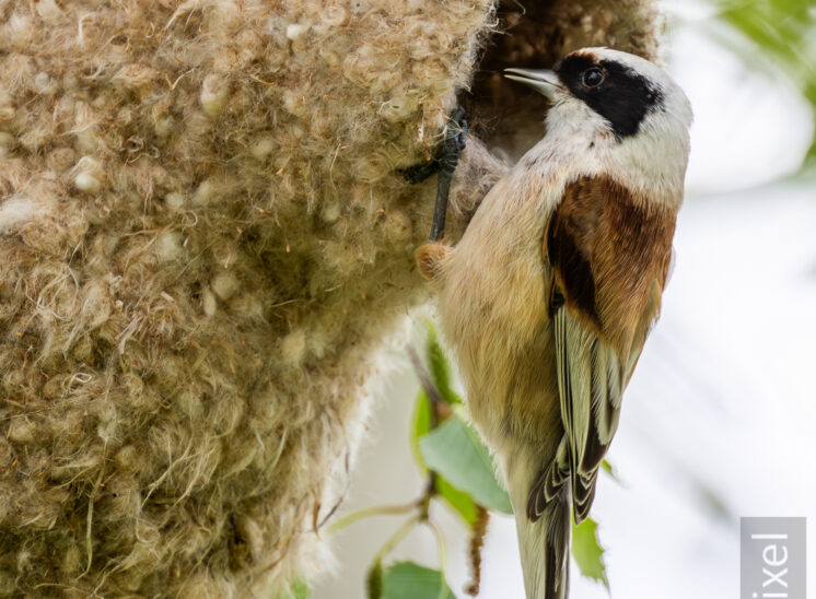 Beutelmeise (Eurasian penduline tit)