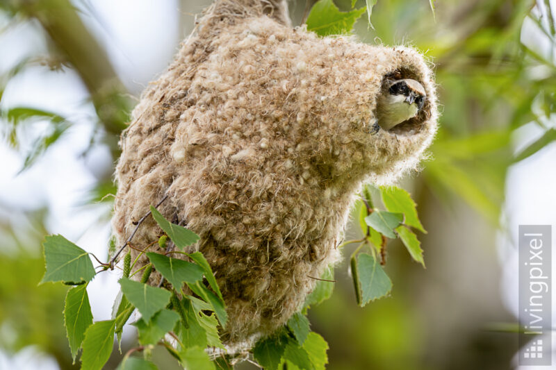 Beutelmeise (Eurasian penduline tit)