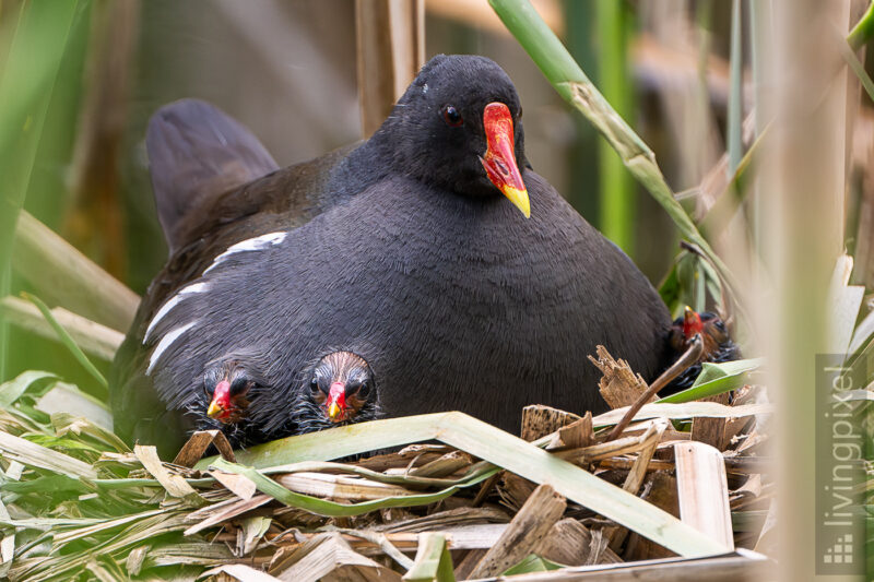 Teichralle (Common moorhen)