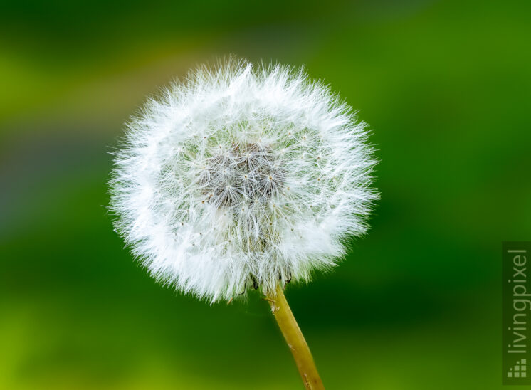 Pusteblume