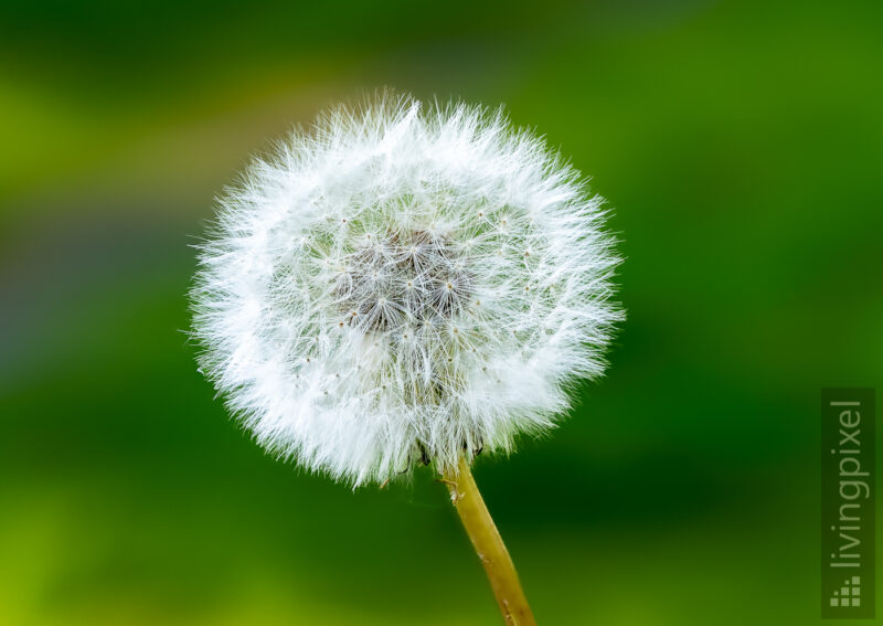 Pusteblume