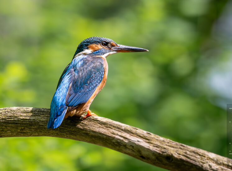 Eisvogel (Common kingfisher)