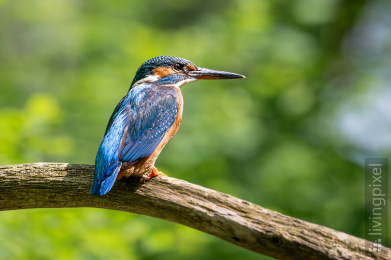 Eisvogel (Common kingfisher)