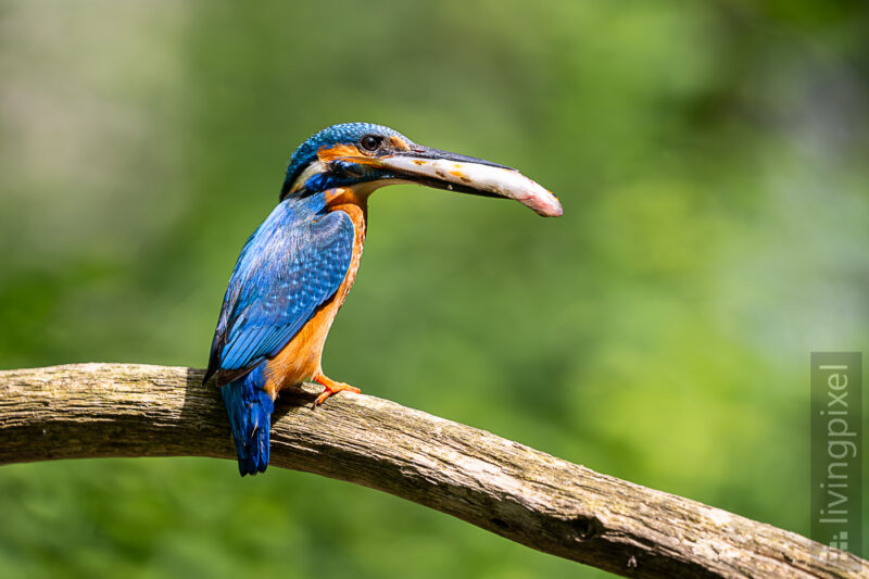 Eisvogel (Common kingfisher)