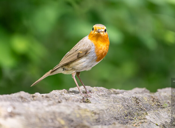 Rotkehlchen (European robin)