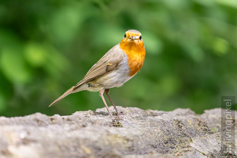 Rotkehlchen (European robin)