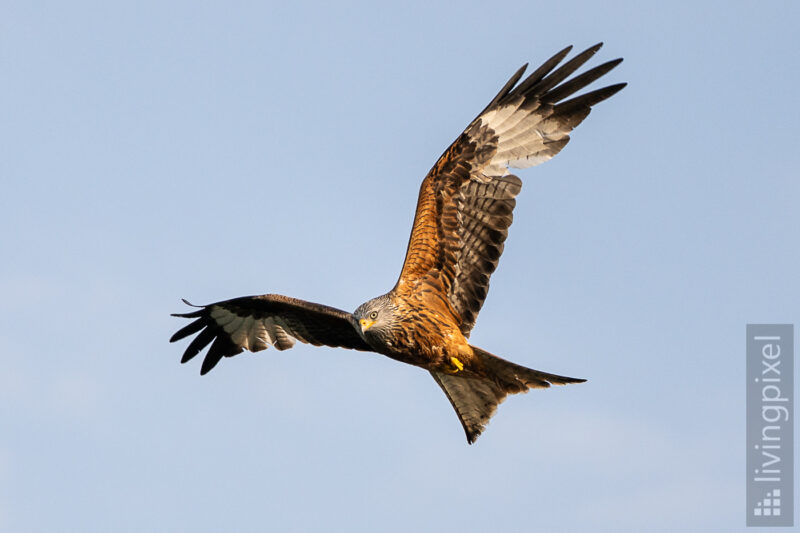 Rotmilan (Red kite)