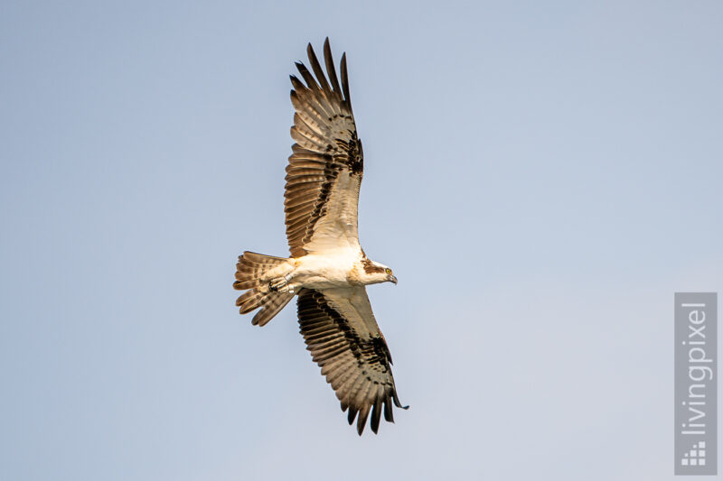 Fischadler (Osprey)