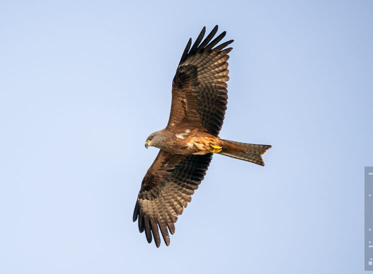 Schwarzmilan (Black kite)