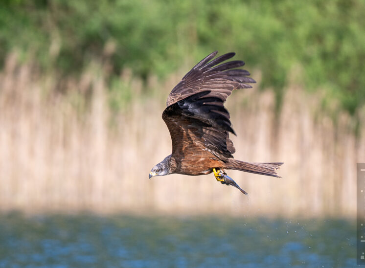 Schwarzmilan (Black kite)