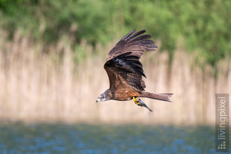 Schwarzmilan (Black kite)