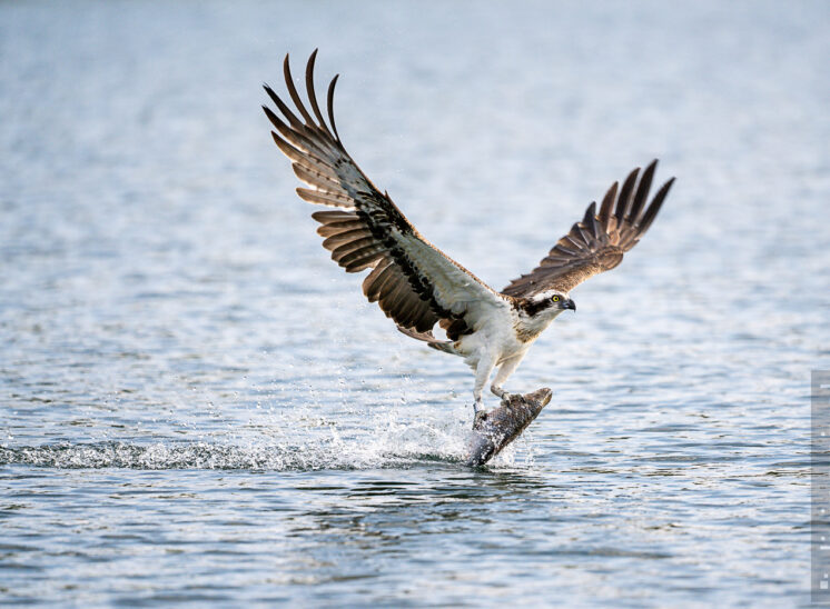 Fischadler (Osprey)