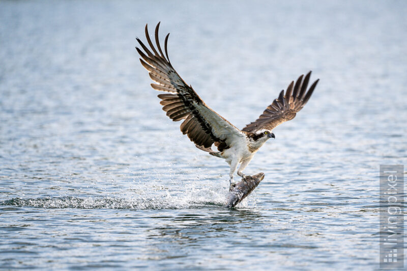 Fischadler (Osprey)