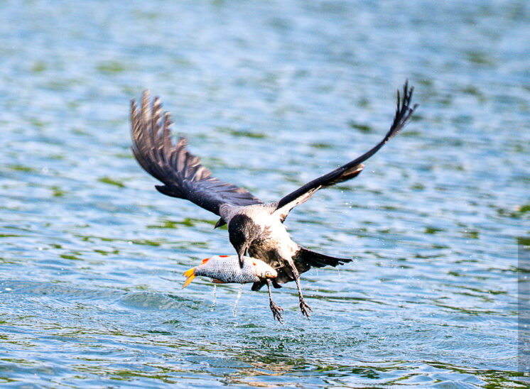 Nebelkrähe (Hooded crow)