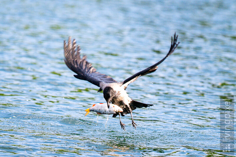 Nebelkrähe (Hooded crow)