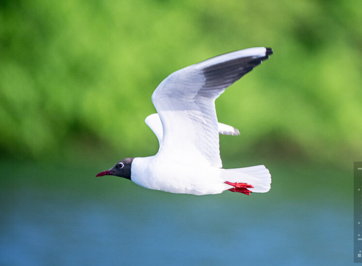 Lachmöwe (Black-headed gull)