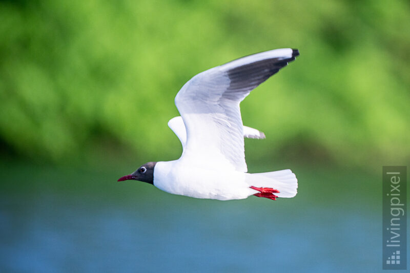 Lachmöwe (Black-headed gull)