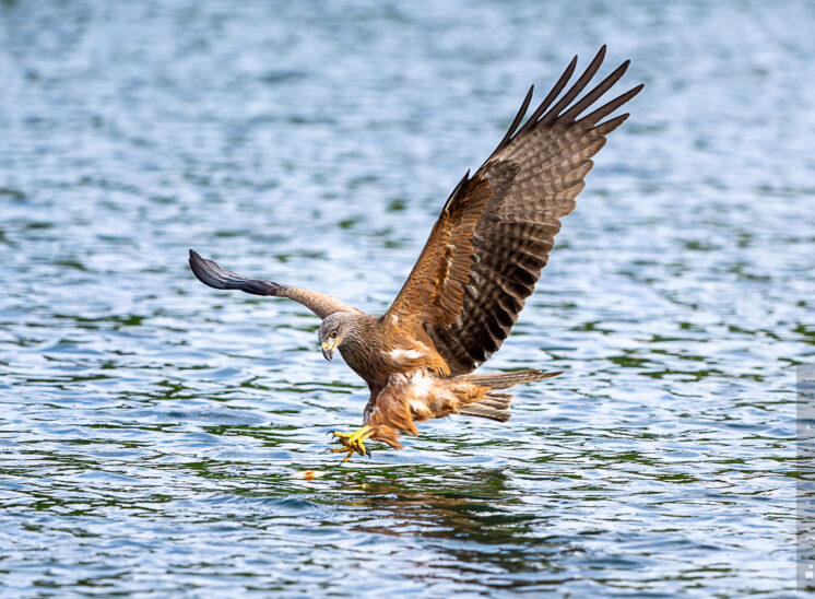 Rotmilan (Red kite)