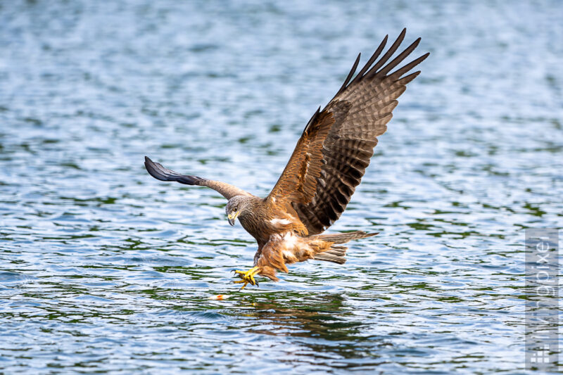 Rotmilan (Red kite)