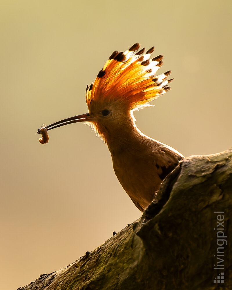 Wiedehopf (Eurasian hoopoe)