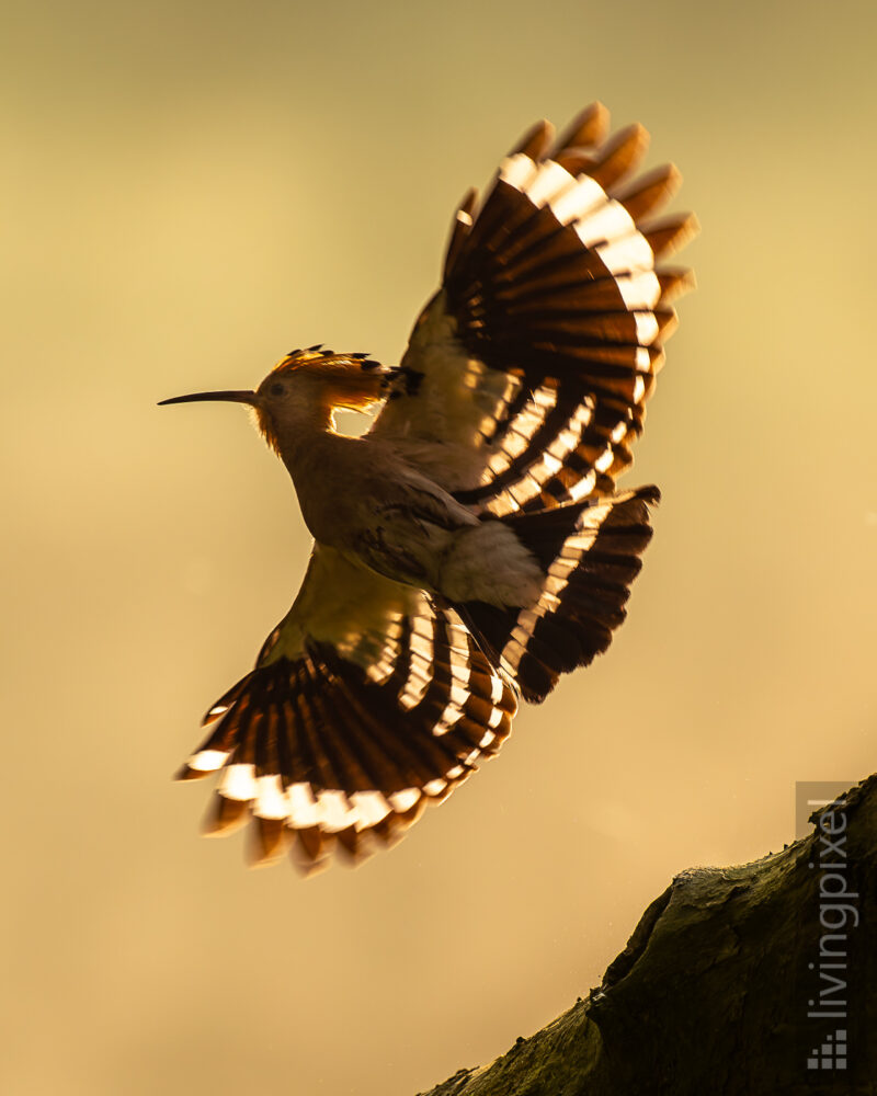 Wiedehopf (Eurasian hoopoe)