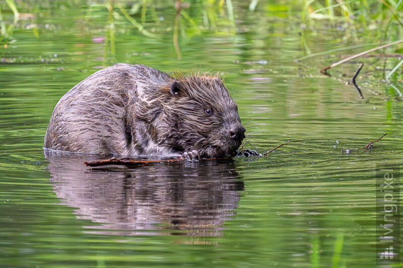 Europäischer Biber (Eurasian beaver)