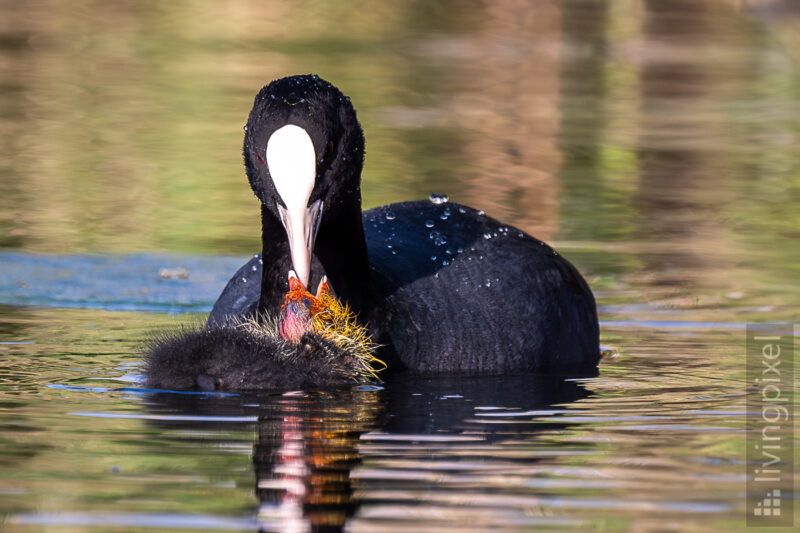 Blässhuhn (Eurasian coot)